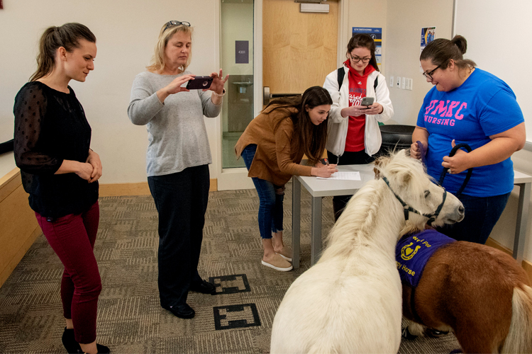 Students crowd around two miniature horses in a nursing classroom.