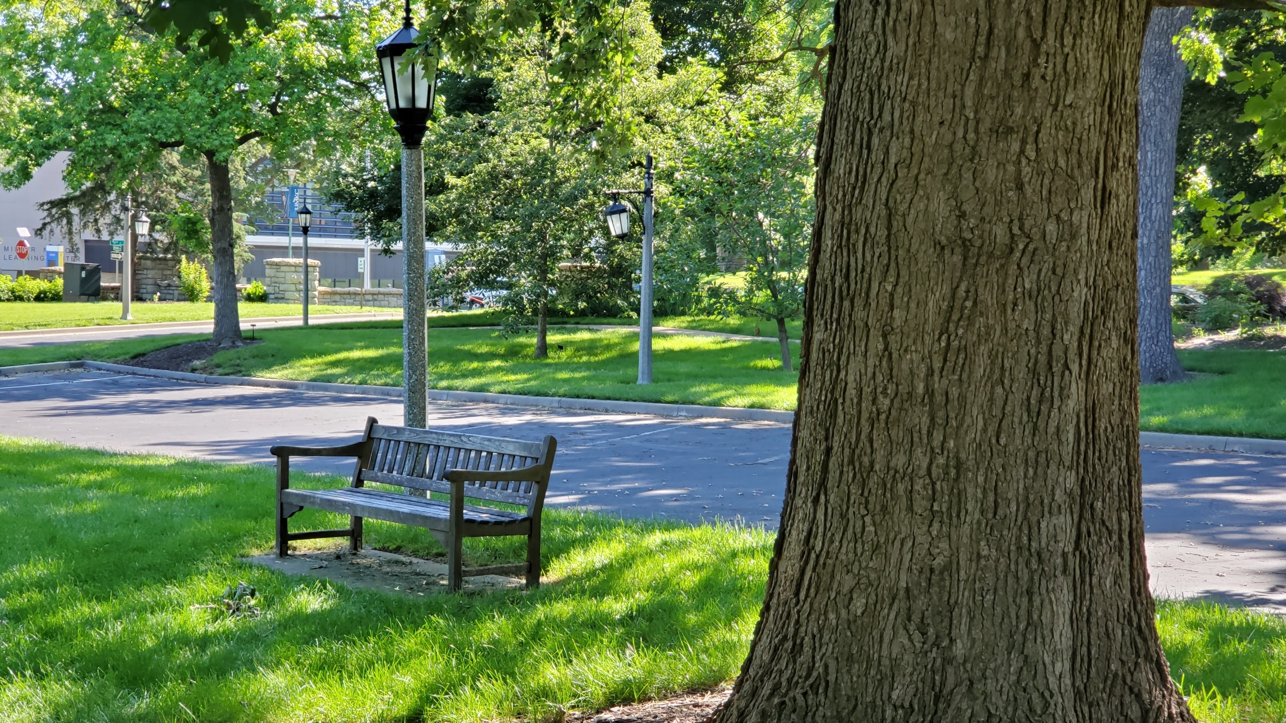 Bench and greenery on campus