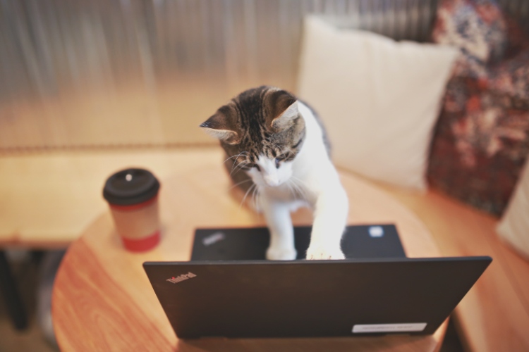 A cat sits in front of a computer