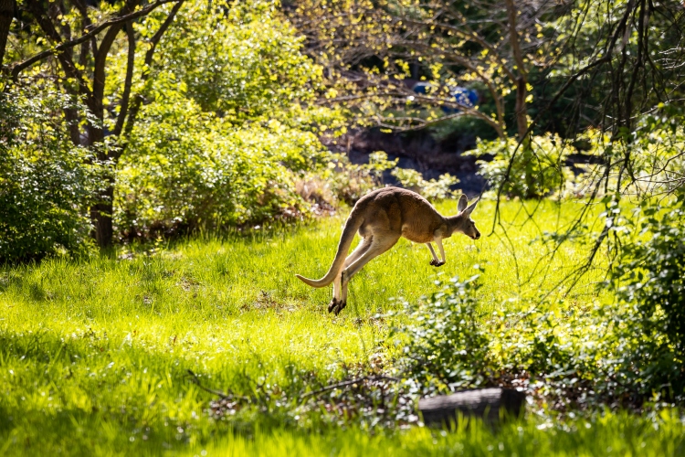 A kangaroo hops across the grass at the Kansas City Zoo