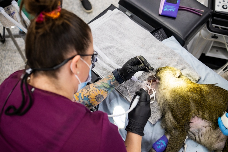 A dental hygiene student works on a swamp monkey's teeth