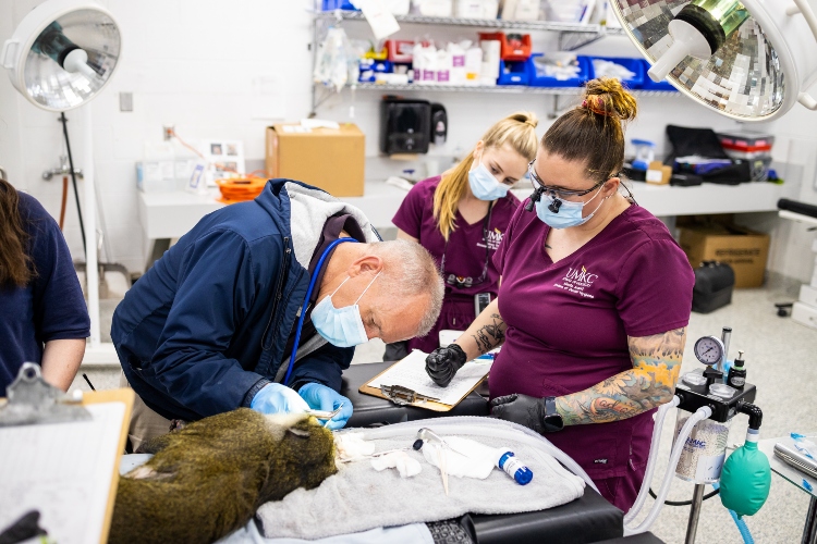 The Kansas City Zoo and Aquarium veterinarian extracts the tooth of a swamp monkey as two dental hygiene students look on