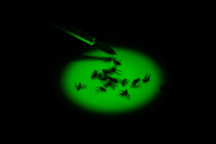 Drosophila flies under green light,