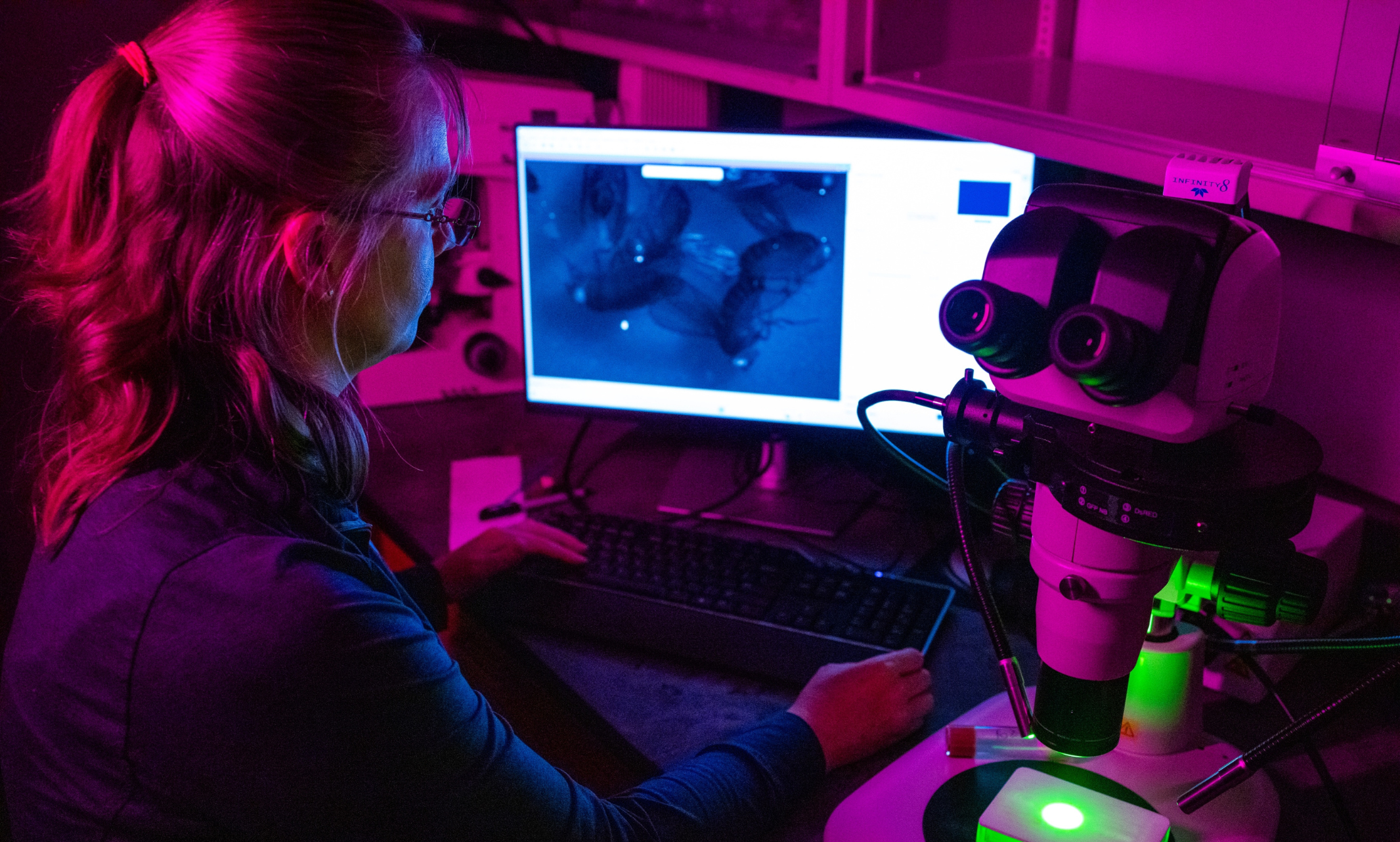 Maria Spletter, Ph.D., uses a high-powered microscope with four lasers to analyze four different components of the Drosophila fruit fly muscle cell at once.