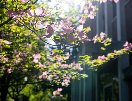 A tree with pink pedals is in frame outside the school of education.